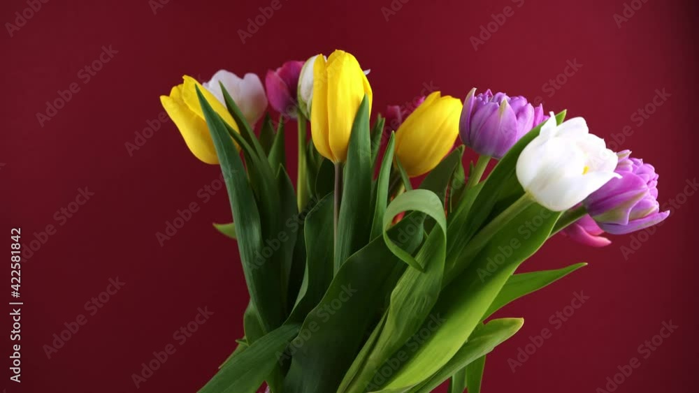 Multicolored tulips on a red background. Flowers Tulip. Spring holiday. Flower bouquet in vase. Yellow, white, pink, purple buds. Multicolored tulips on a red background. Flowers Tulip. Spring holiday. Flower bouquet in vase. Yellow, white, pink, purple buds.