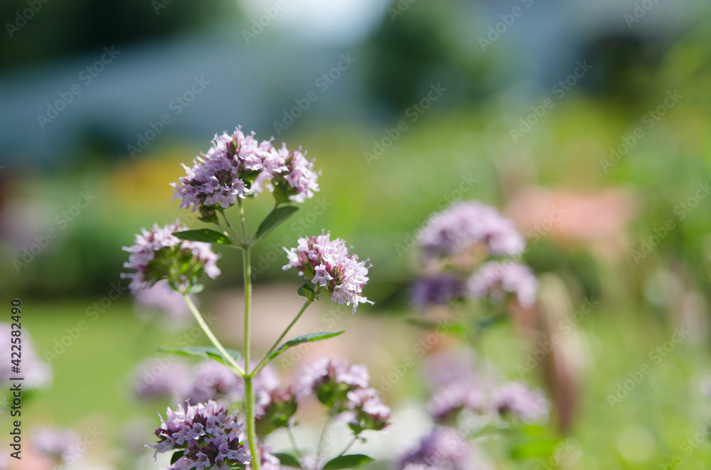 oregano flowers in their natural environment oregano flowers in their natural environment