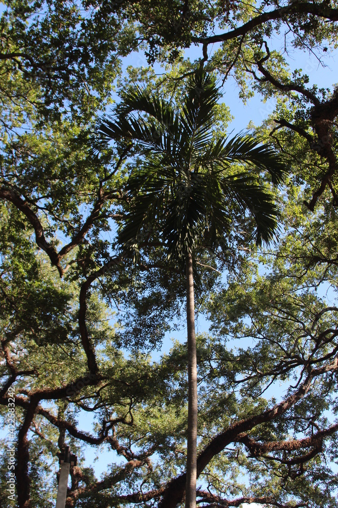 Obraz premium High trees in the sky 