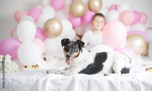 Happy first dog birthday. Beautiful jack russel terrier dog with many balloons on white background. Pets and holiday concept
