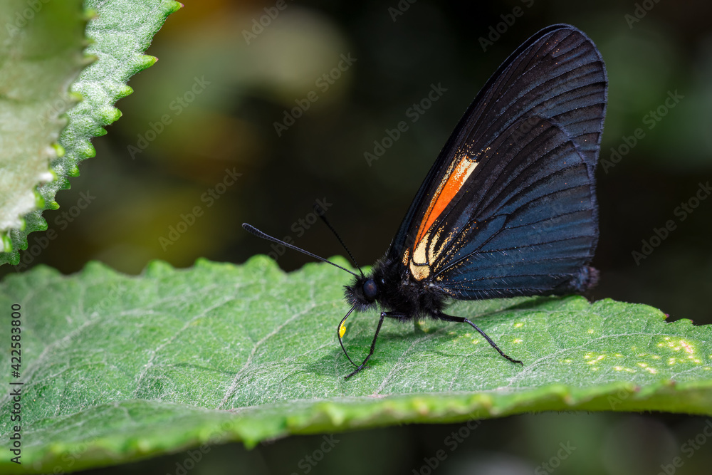 Fototapeta premium Butterfly perched on a tree leaf basking in the sun