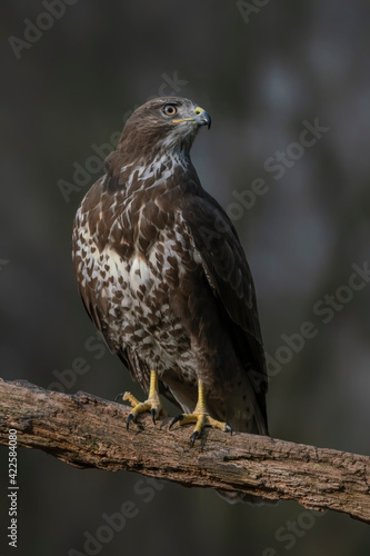 Common Buzzard (Buteo buteo) on a branch in the forest off the Netherlands. 