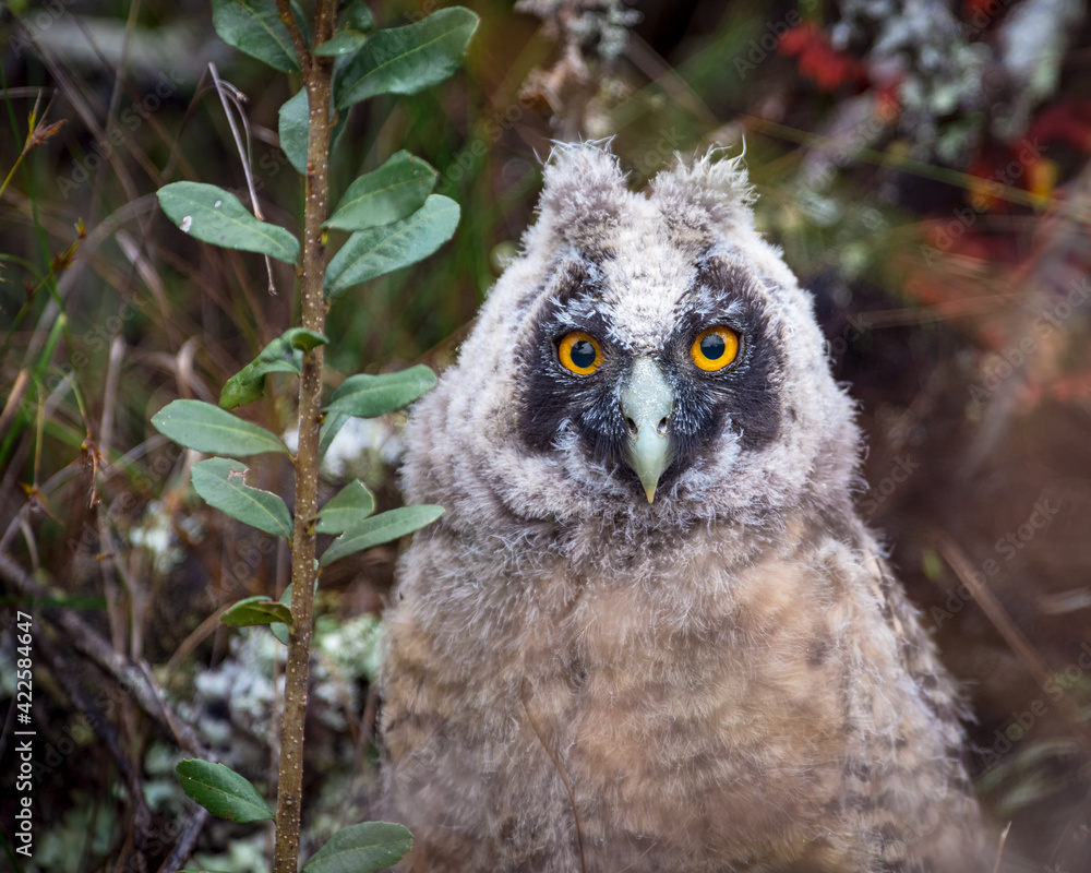 Retrato de un pichón de Stygian Owl (Asio stygius) Retrato de un pichón de Stygian Owl (Asio stygius)