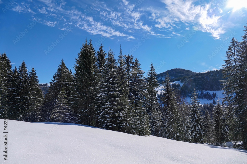 snow covered trees in the mountains