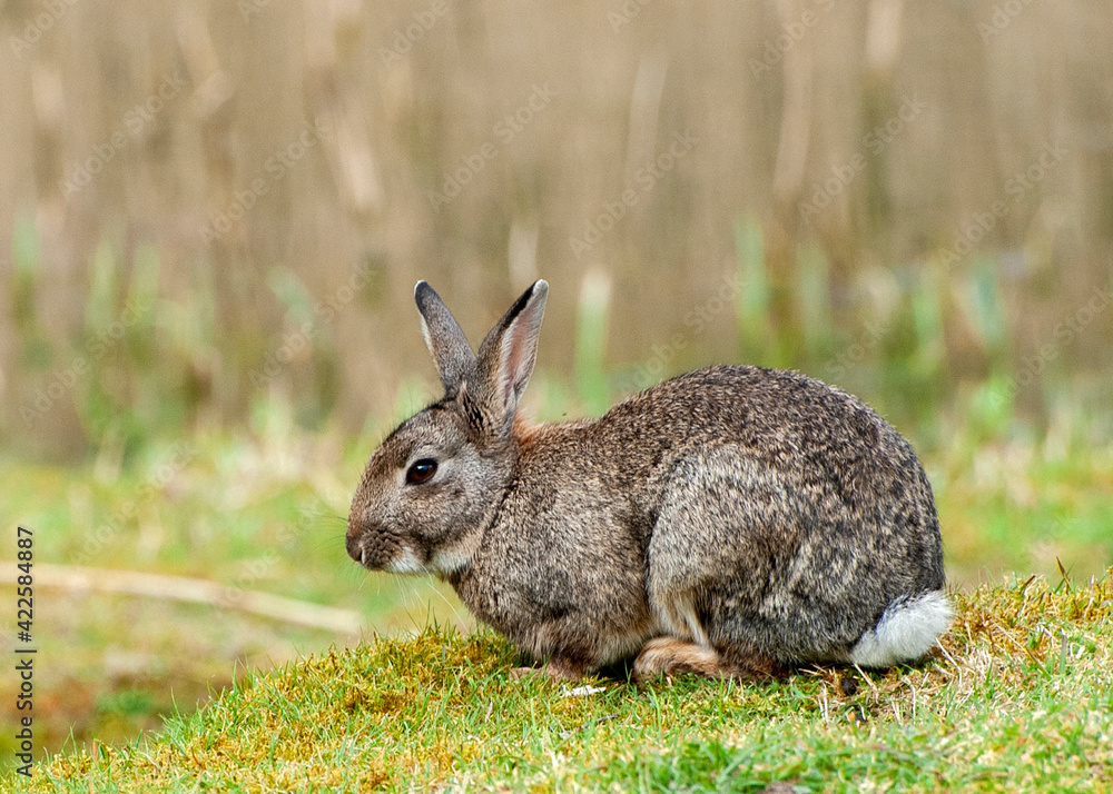 Fototapeta premium rabbit, bunny, animal, wild, grass, hare, cute, mammal, ears, brown, wildlife, easter, nature, fur, green, cottontail, field, rodent, furry, pet, baby, rabbits