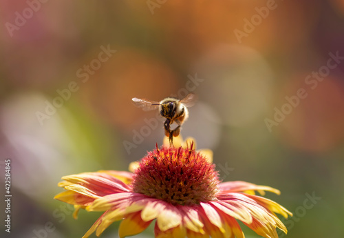 shaggy bumblebee flies over a bright flower in the garden collects nectar pol...