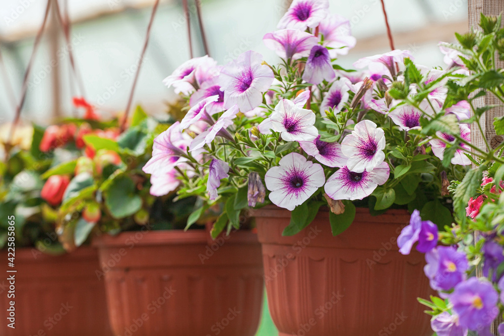 Beautiful blooming purple begonia in a hanging pot outdoor. Beautiful blooming purple begonia in a hanging pot outdoor.