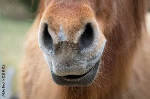 Pferd / Pony (Maul, Nüstern) © Petra Fischer