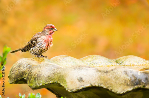 wet male house finch at edge of bird bath with copyspace photo