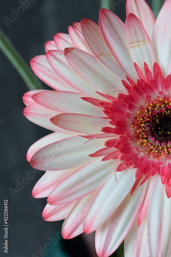 Photo of half a gerbera daisy isolated on a turquoise background