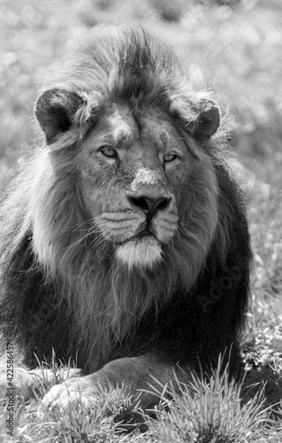 lion  animal  cat  mane  wildlife  wild  king  carnivore  predator  feline  mammal  leo  portrait  nature  safari  big  zoo  leader  fur  majestic  face  jungle  head