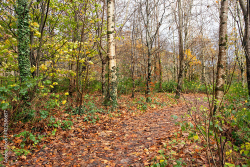 Footpath in autumn forest on a sunny day  Ireland