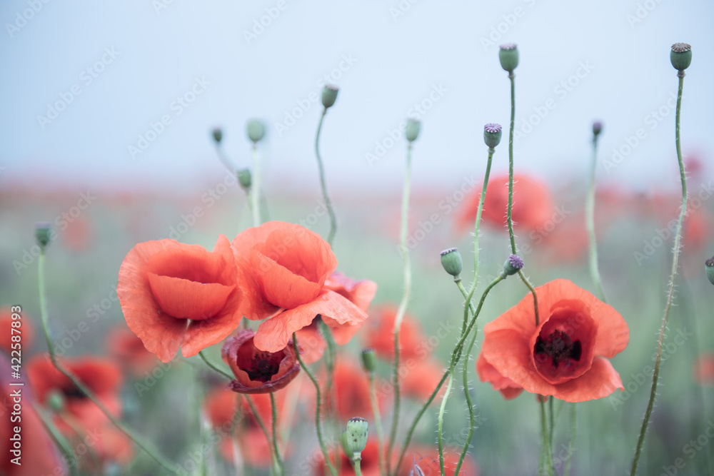 Obraz premium Beautiful poppy field with blooming red flowers, spring blooming background, image toned