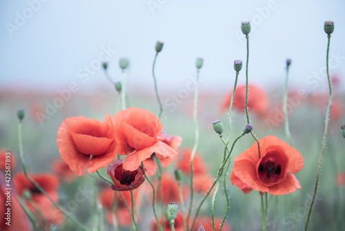 Beautiful poppy field with blooming red flowers, spring blooming background, image toned photo