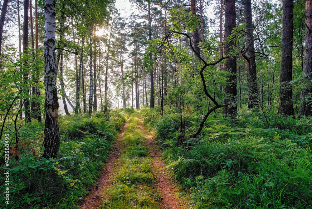 Obraz premium Road in the morning summer forest with trees, bushes and grass