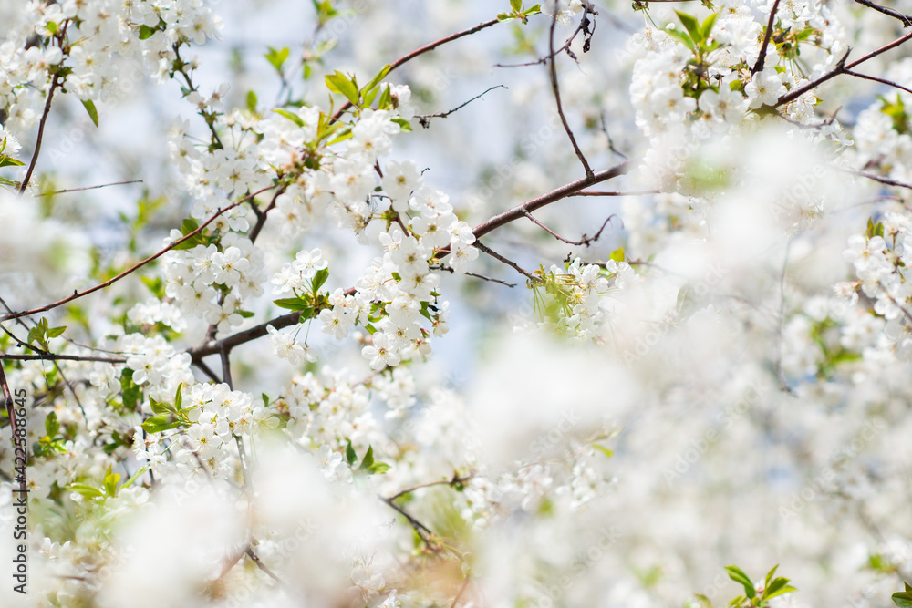 Branch of blossom sakura tree with white flowers, beauty in nature, beautiful spring nature background