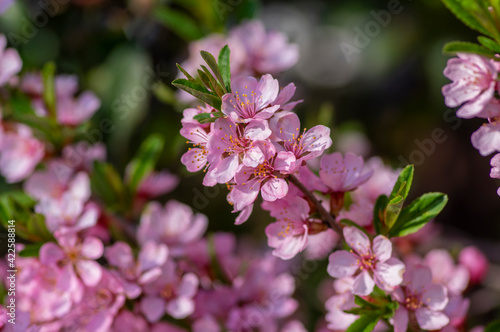 Prunus tenella dwarf Russian Almond pink flowers in bloom, beautiful ornamental plant in bloom