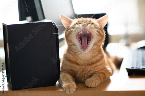 Beautiful young ginger tabby cat well-fed and satisfied sleepy yawns at home working place next to keyboard and monitor screen.