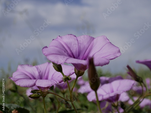 Light purple morning glory (Ipomoea pes-caprae) flowers in a meadow on a sunny spring day. Decorative climbing plant in a natural environment photo