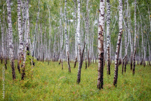 A group of trees of thin trunks of birches in a grove during the rain in the bokeh