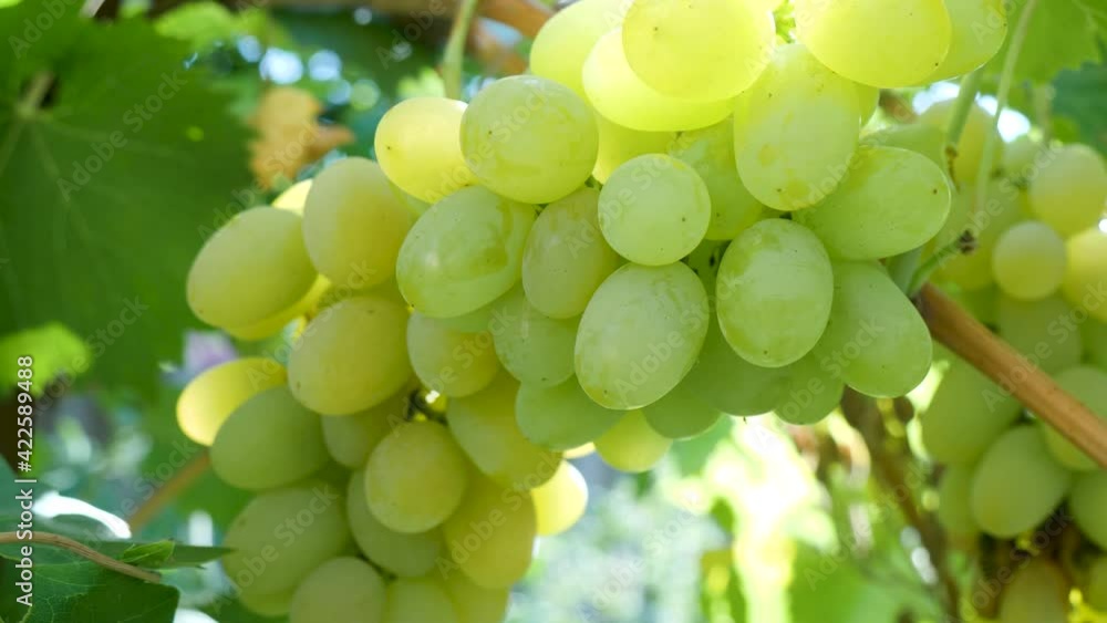 Bunch of white grapes. Picking white grapes on the vineyard during vine harvest on lovely sunny, autumn day Bunch of white grapes. Picking white grapes on the vineyard during vine harvest on lovely sunny, autumn day