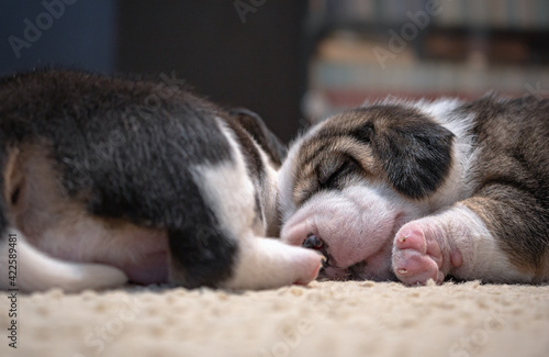 Adorable sweet little puppies lying and sleeping. Cute newborn beagle dogs, close up.