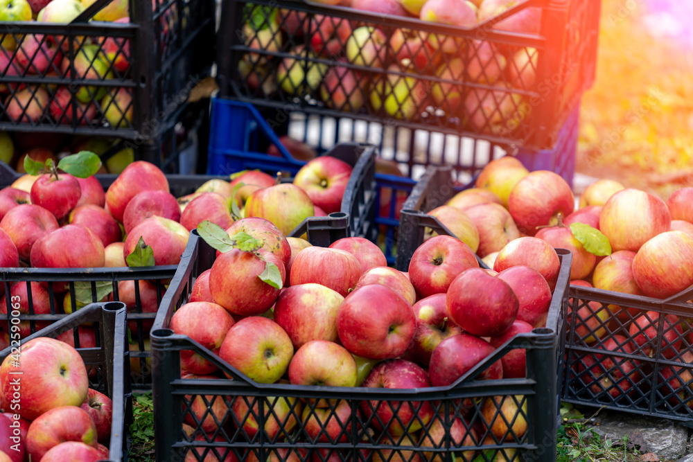 Red ripe delicious apples in plastic baskets. Fresh juicy fruits in containers ready for eating.