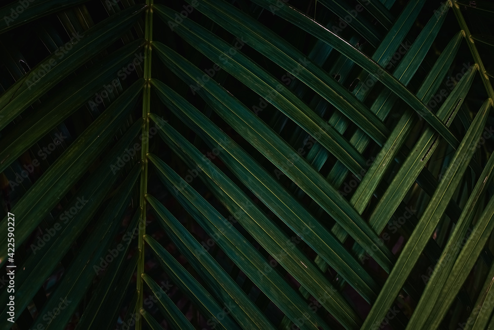 Tropical Palm leaves in the garden, Green leaves of tropical forest plant for nature pattern and background, People grow plants to make fences. color dark flat lay tone for input text Tropical Palm leaves in the garden, Green leaves of tropical forest plant for nature pattern and background, People grow plants to make fences. color dark flat lay tone for input text