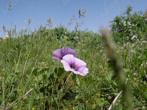 Light purple morning glory (Ipomoea pes-caprae) flowers in a meadow on a sunny spring day. Decorative climbing plant in a natural environment photo