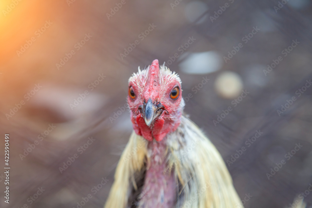 Close-up on the head of a white hen with a beak and pink scallop and orange eyes. Chicken food and wildlife.