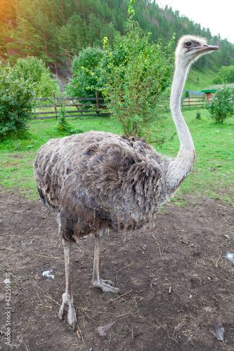 A large ostrich bird with a long neck walks and eats on the green grass. Rare and endangered animals.