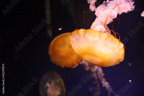 Closeup shot of Oklahoma Aquarium- Jenks photo