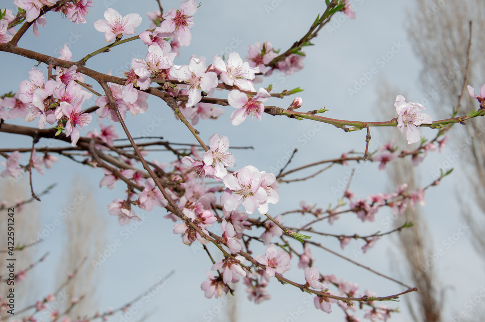 Beautiful spring pink peach flowers