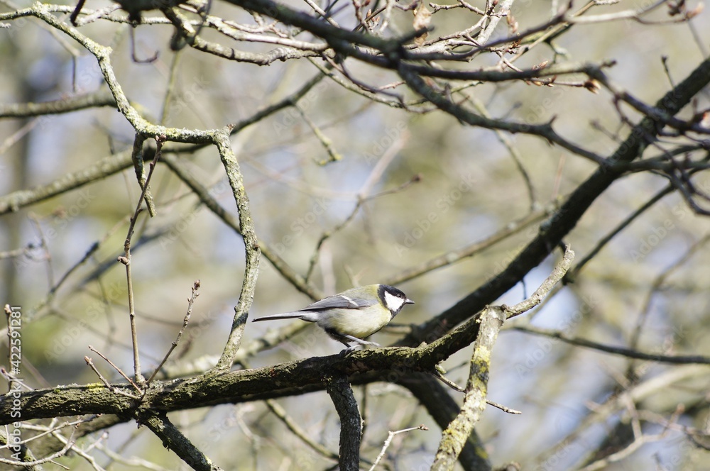Mésange sur un arbre Mésange sur un arbre