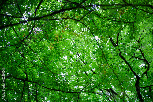 Crown of trees in forest, bottom view. Branches with fresh green leaves, spring outdoor background
