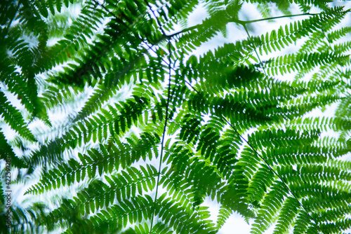 Fern growing in forest, summer nature outdoor