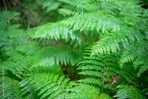 Fern growing in forest  summer nature outdoor