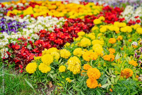 Yellow red and white flowers in flowerbed. Different beautiful blossoming flowers in city park. © Vadim