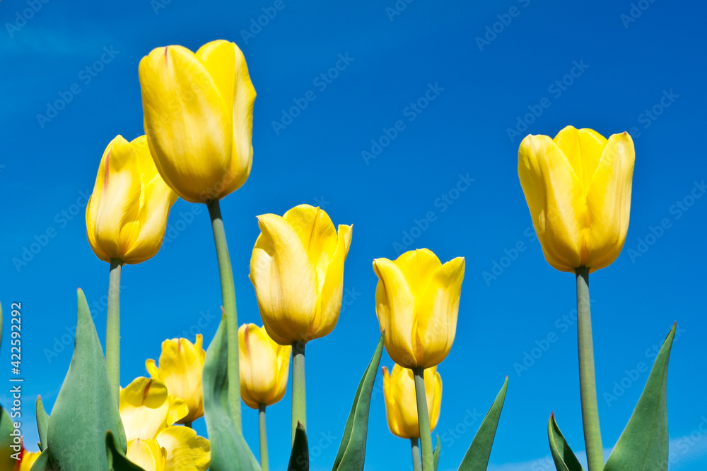 Fototapeta premium Spring flowers. Yellow tulips on the blue sky background in sunny day