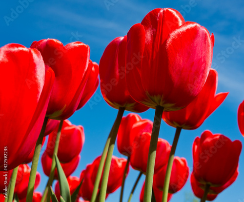 Spring flowers. Red tulips on blue sky background in sunny day