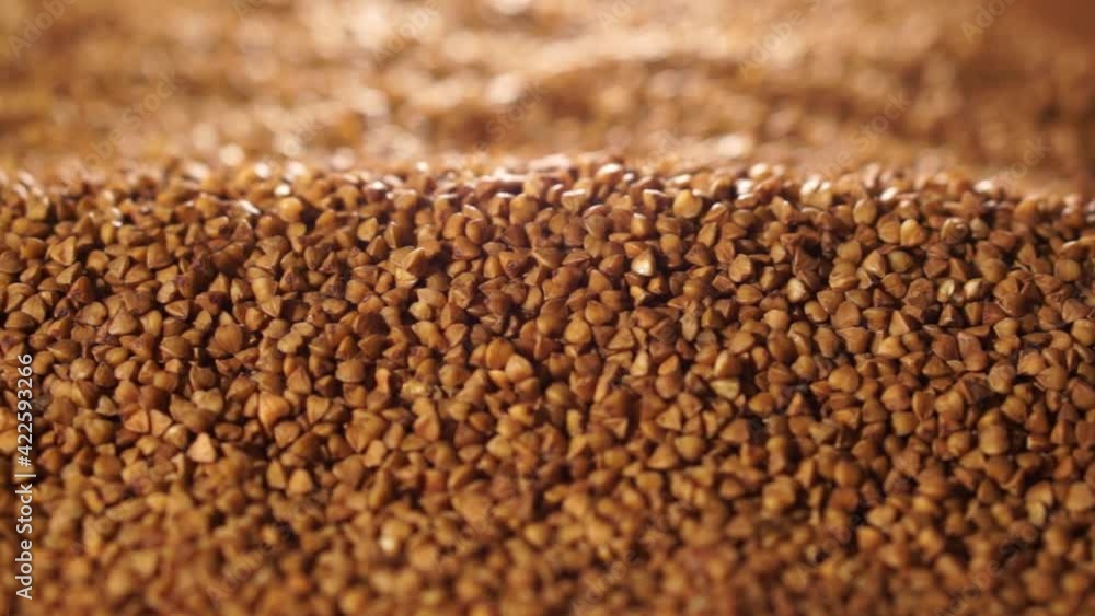 Buckwheat close-up. Raw buckwheat. Healthy organic food diet concept. gluten free ancient grain for healthy diet, selective focus. Cultivation of safe and healthy food ingredients. Buckwheat close-up. Raw buckwheat. Healthy organic food diet concept. gluten free ancient grain for healthy diet, selective focus. Cultivation of safe and healthy food ingredients.
