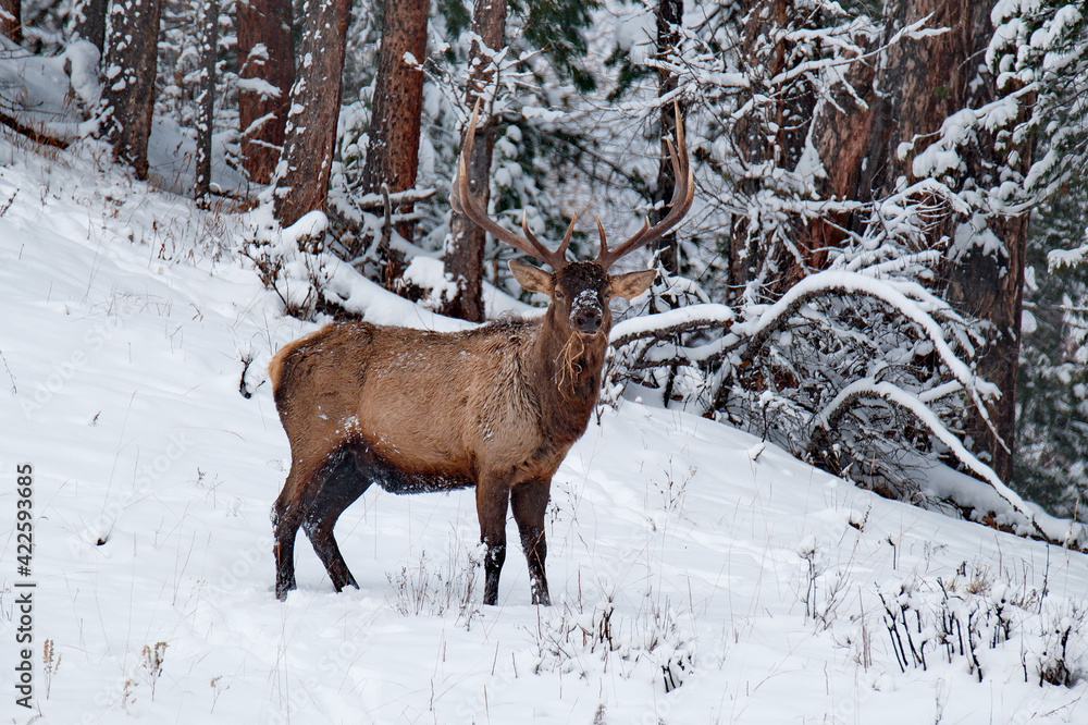 Russia. Mountain Altai. A huge Siberian deer maral grazes peacefully in the snow-covered autumn taiga. Russia. Mountain Altai. A huge Siberian deer maral grazes peacefully in the snow-covered autumn taiga.