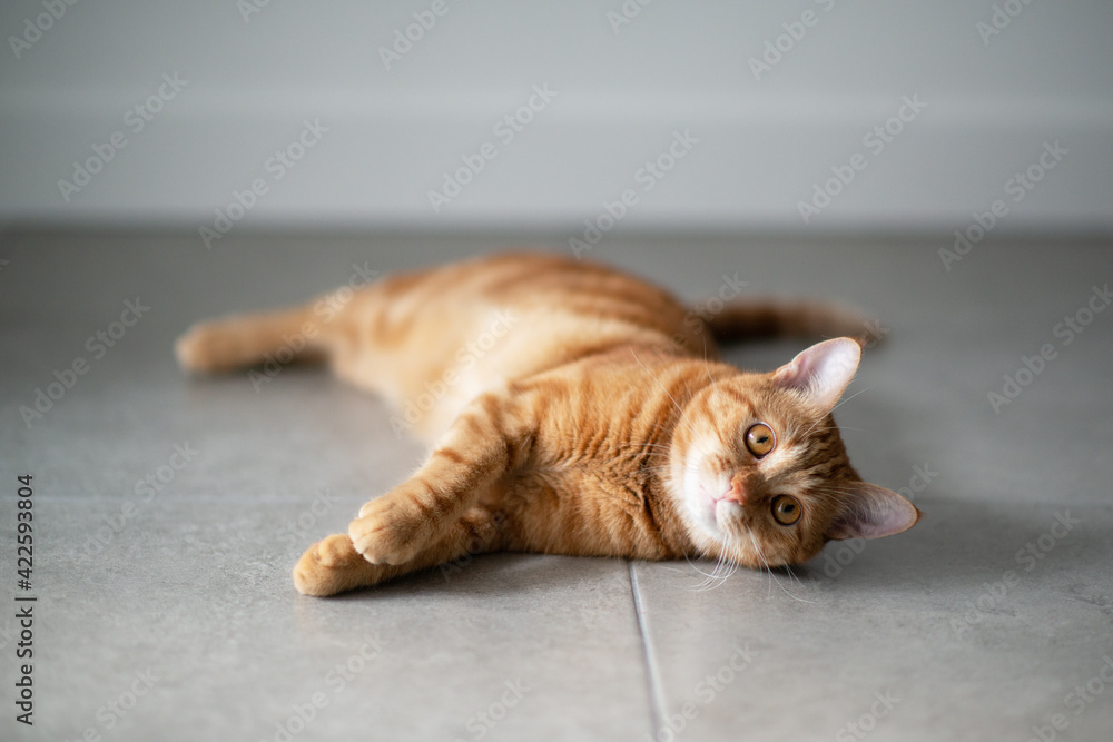 Cute funny red tabby kitten at home. Adorable young pet.