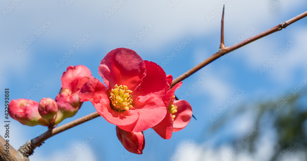 Japanese quince flower (Chaenomeles, Quince beautiful) on a branch in early spring close-up