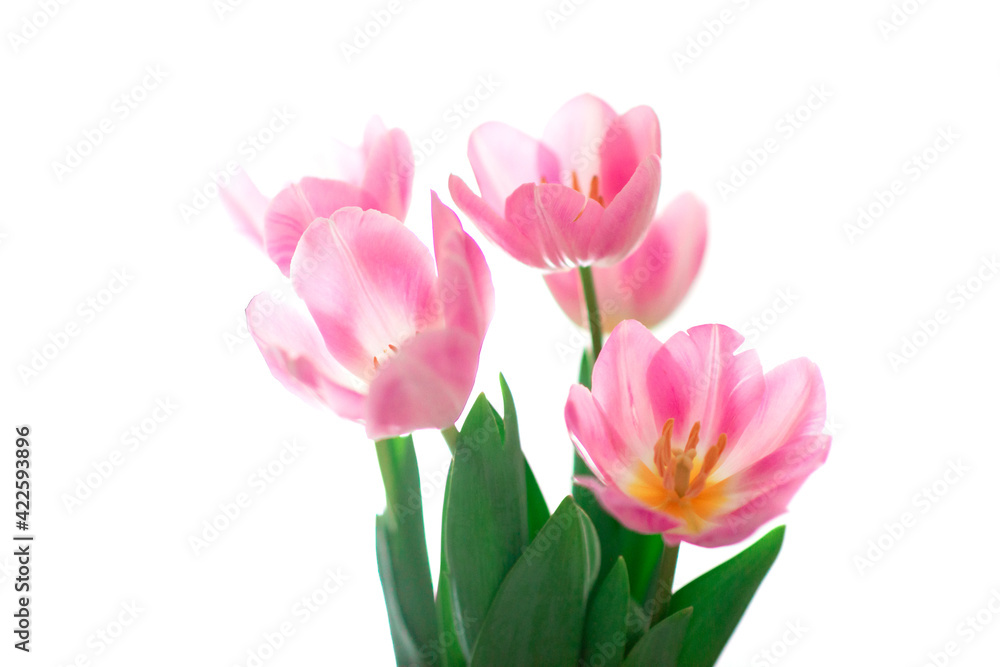 Beautiful pink tulip flowers over white, soft focus. Spring blooming background