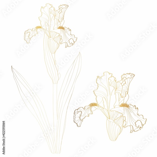 Iris floral botanical flower. Wild spring flowers set isolated. Golden engraved ink art. Isolated iris illustration element on white background.