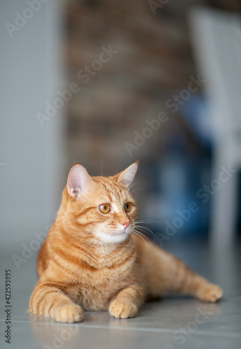 Cute funny red tabby kitten at home. Adorable young pet.