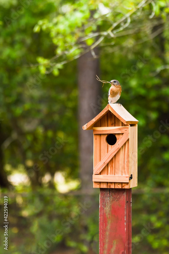 Female Eastern bluebird bringing pine straw to bird box to build her nest