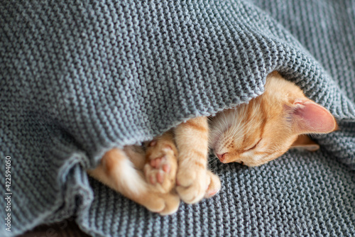 Cute red tabby kitten sleeps on a sofa under the blanket. Adorable little pet. Cute child domestic animal's portrait