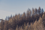 Foret de pin en montagne avec cime dorée
